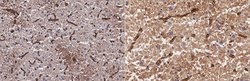 Aquaporin-4, Mouse anti-Rat, Human, Mouse, Clone: mECD, Millipore Sigma:Antibodies:Primary